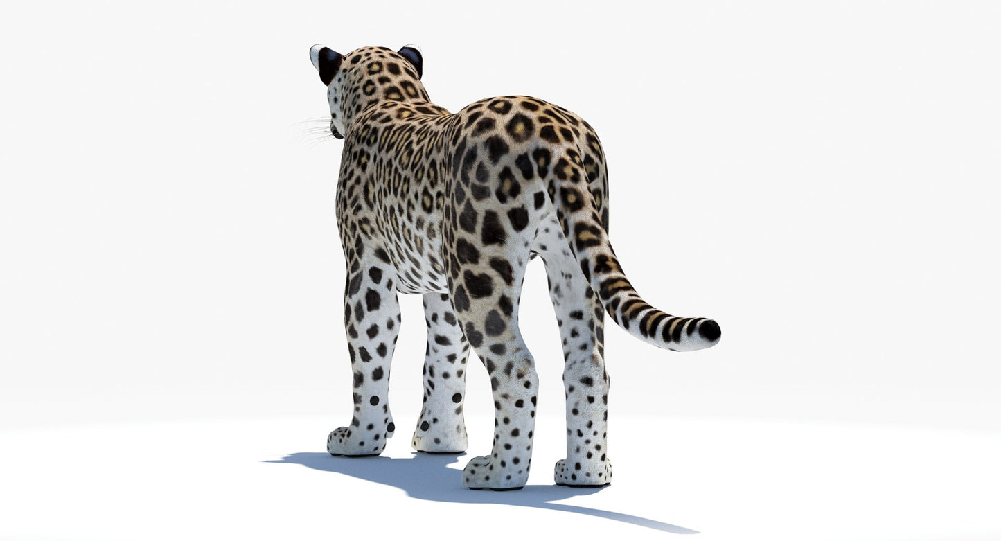 Persian Leopard 3D Model