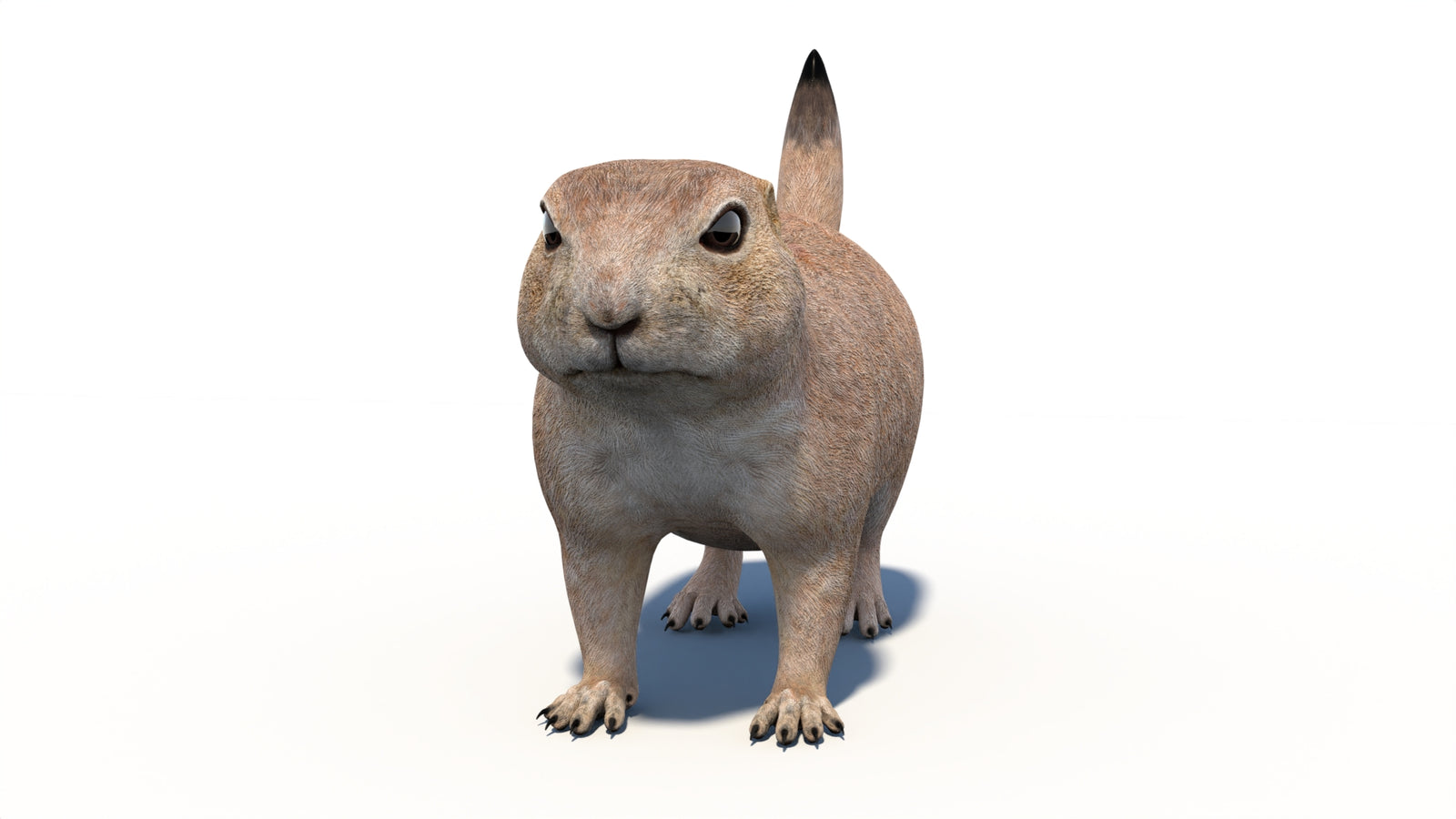 Animated Prairie Dog 3D Model 360° view 1 frame 2