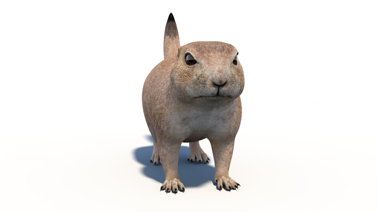 Animated Prairie Dog 3D Model 360° view 1 frame 4