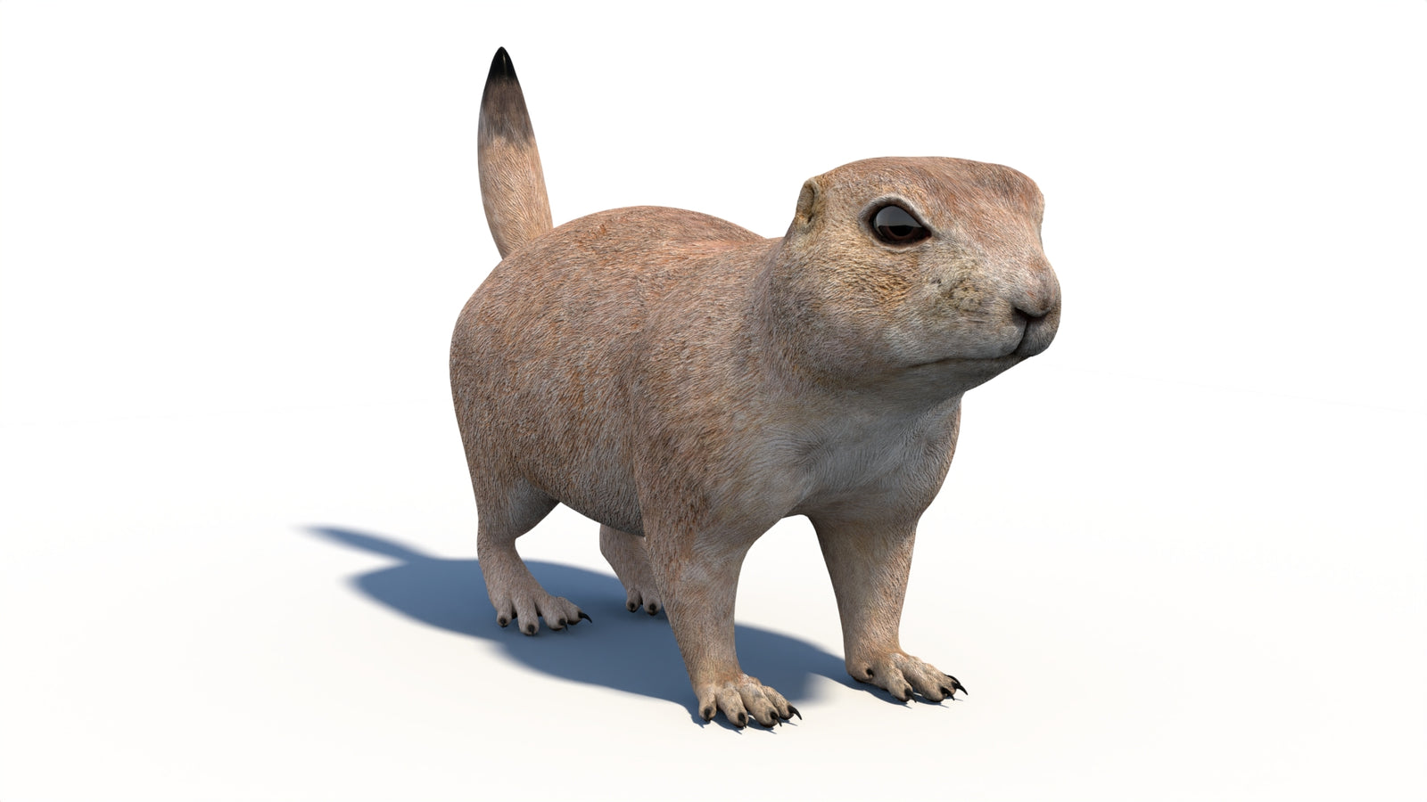 Animated Prairie Dog 3D Model 360° view 1 frame 6