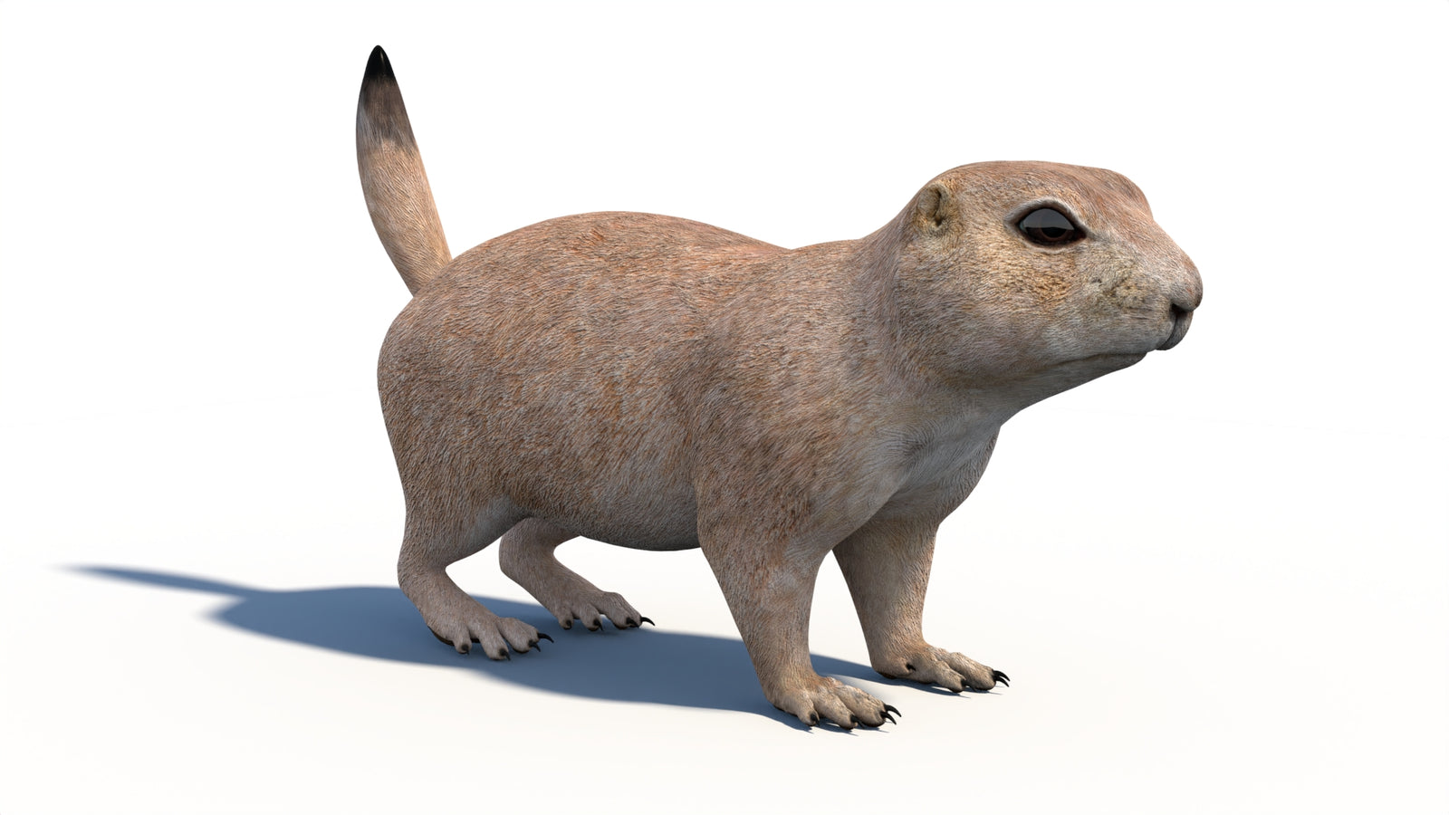 Animated Prairie Dog 3D Model 360° view 1 frame 8