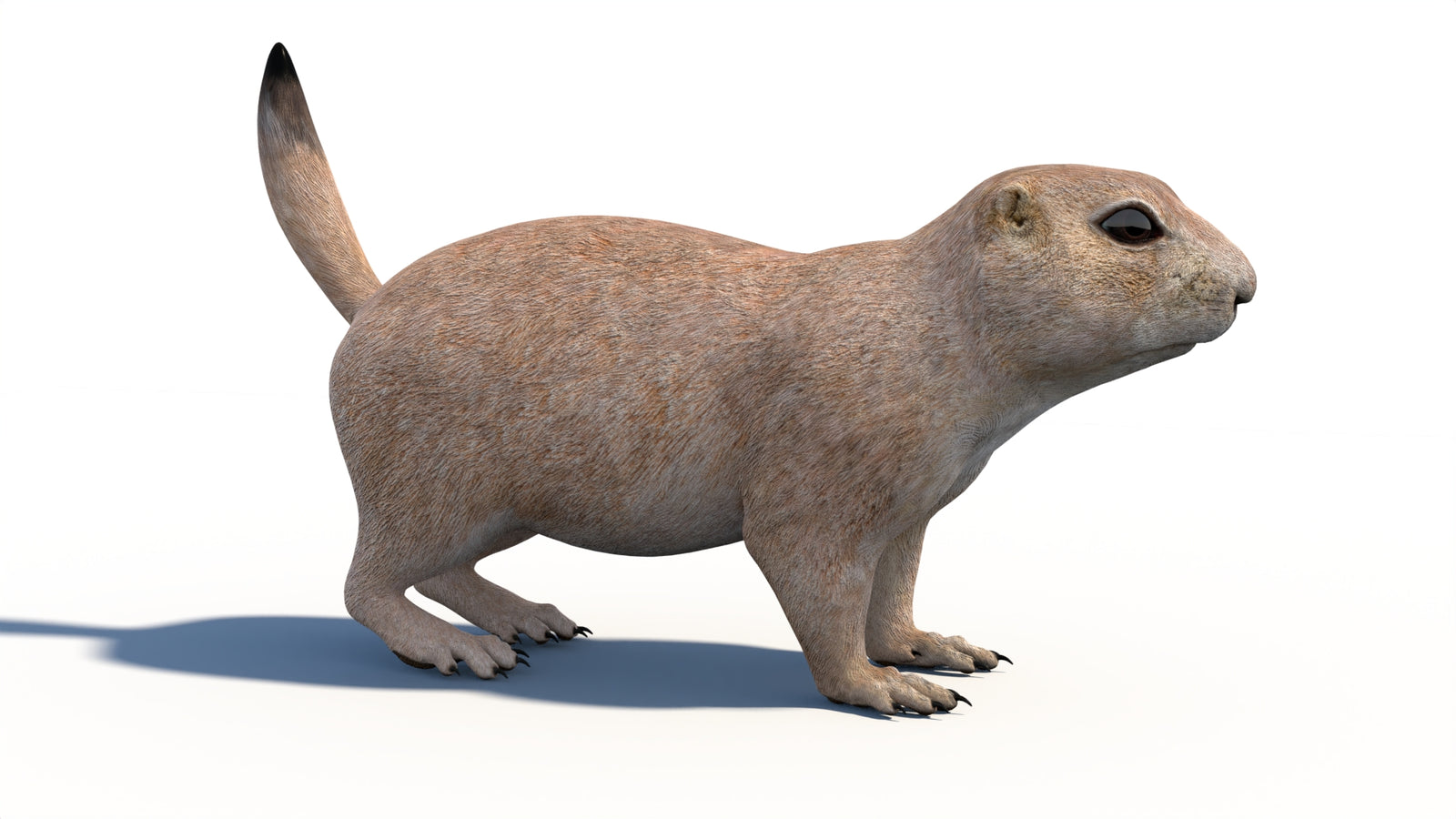 Animated Prairie Dog 3D Model 360° view 1 frame 10