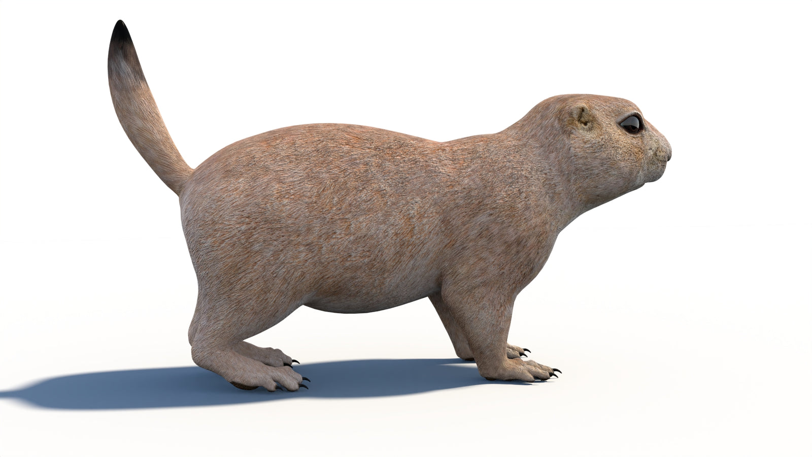 Animated Prairie Dog 3D Model 360° view 1 frame 13