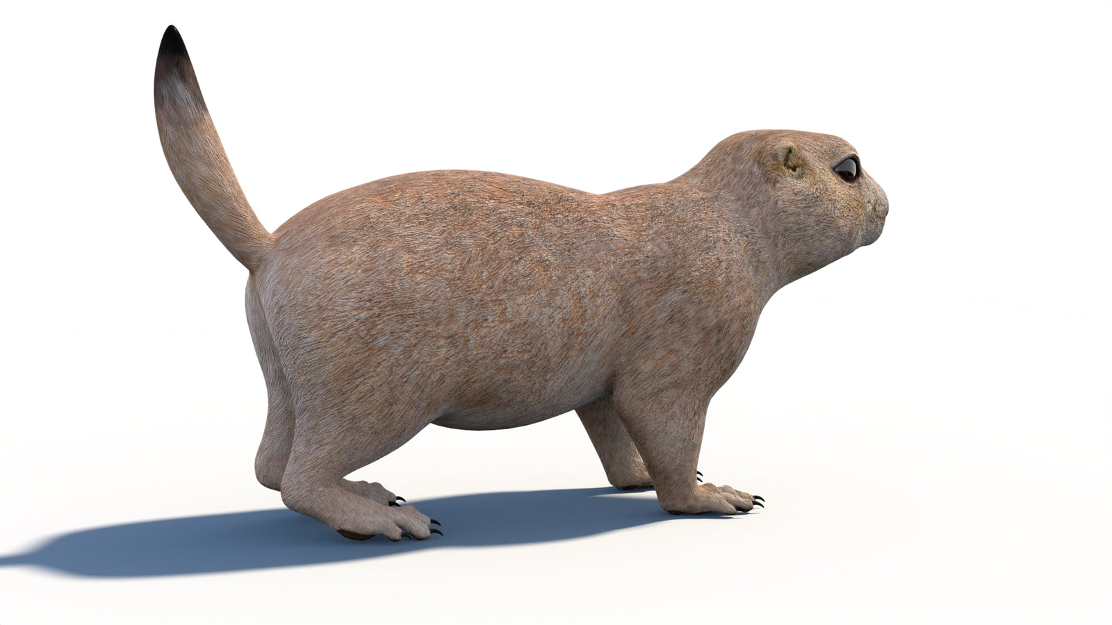 Animated Prairie Dog 3D Model 360° view 1 frame 14