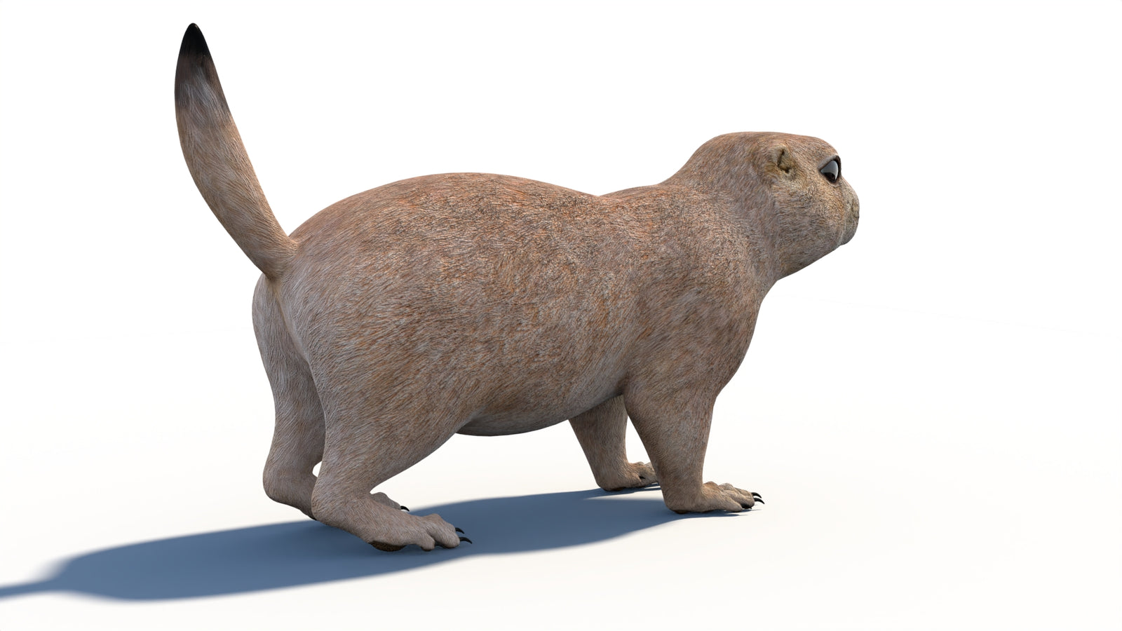 Animated Prairie Dog 3D Model 360° view 1 frame 15