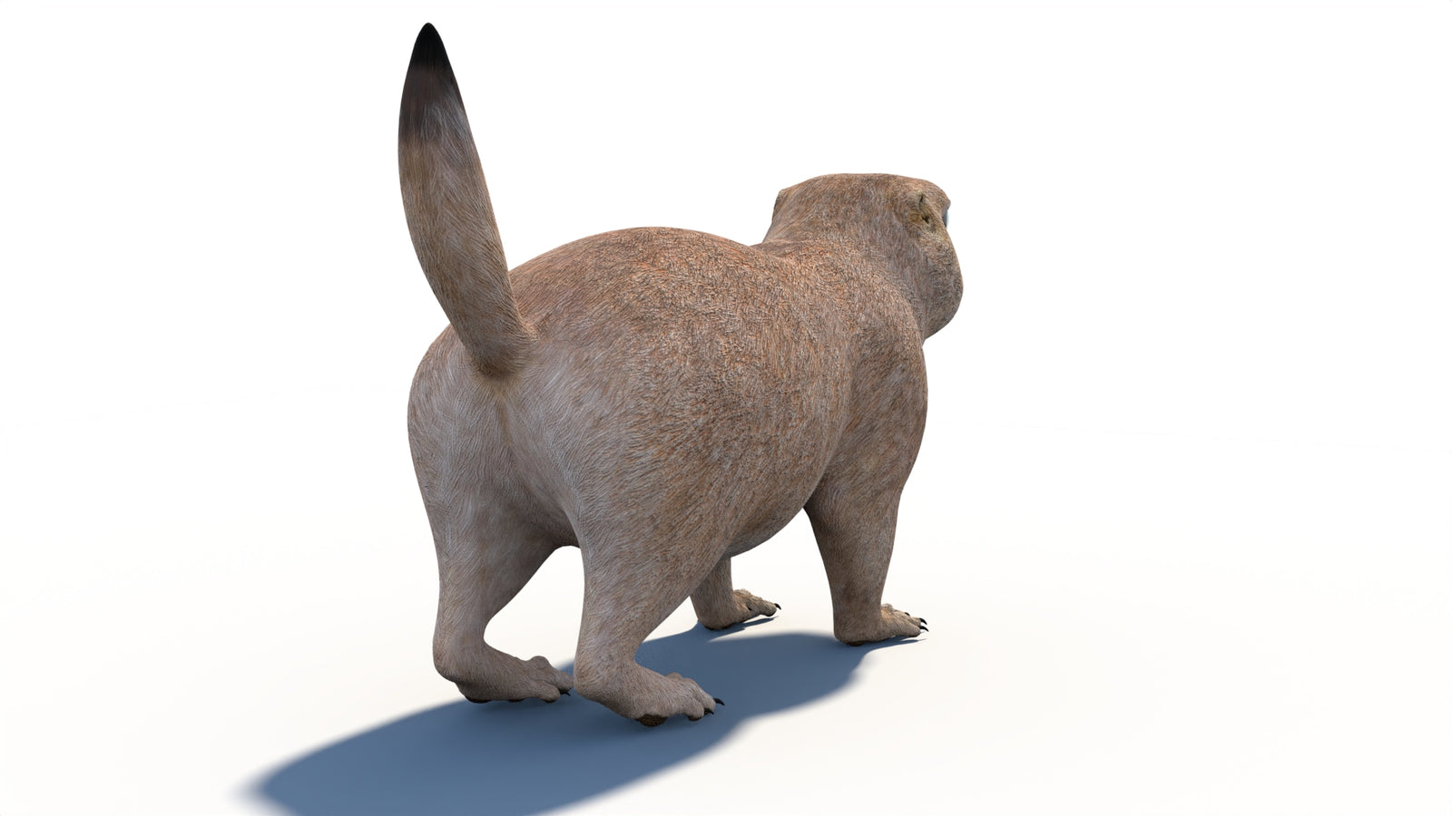 Animated Prairie Dog 3D Model 360° view 1 frame 18