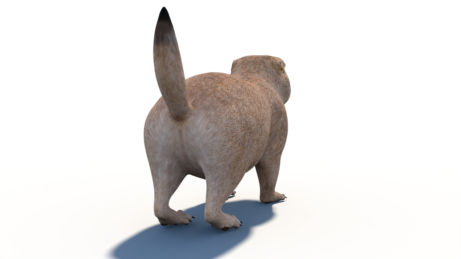 Animated Prairie Dog 3D Model 360° view 1 frame 19