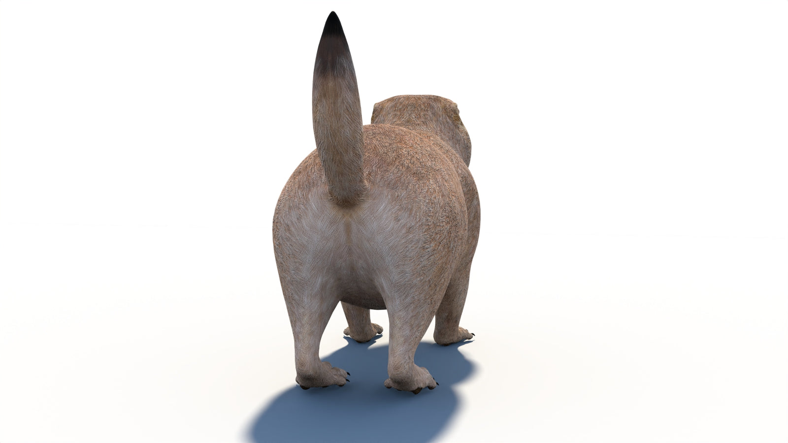 Animated Prairie Dog 3D Model 360° view 1 frame 20