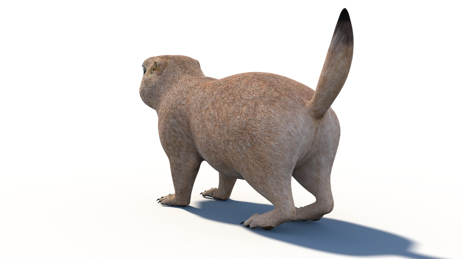 Animated Prairie Dog 3D Model 360° view 1 frame 25