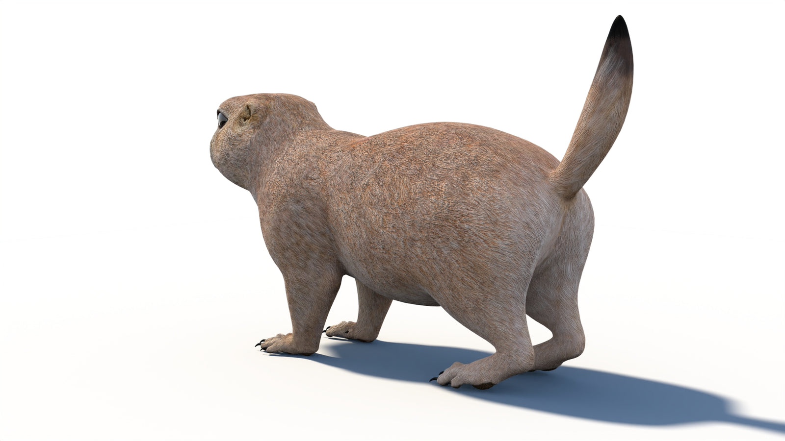 Animated Prairie Dog 3D Model 360° view 1 frame 26