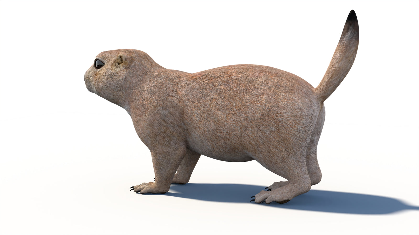 Animated Prairie Dog 3D Model 360° view 1 frame 28