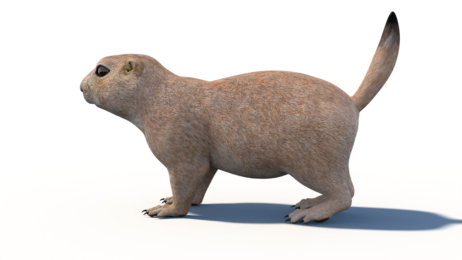 Animated Prairie Dog 3D Model 360° view 1 frame 29