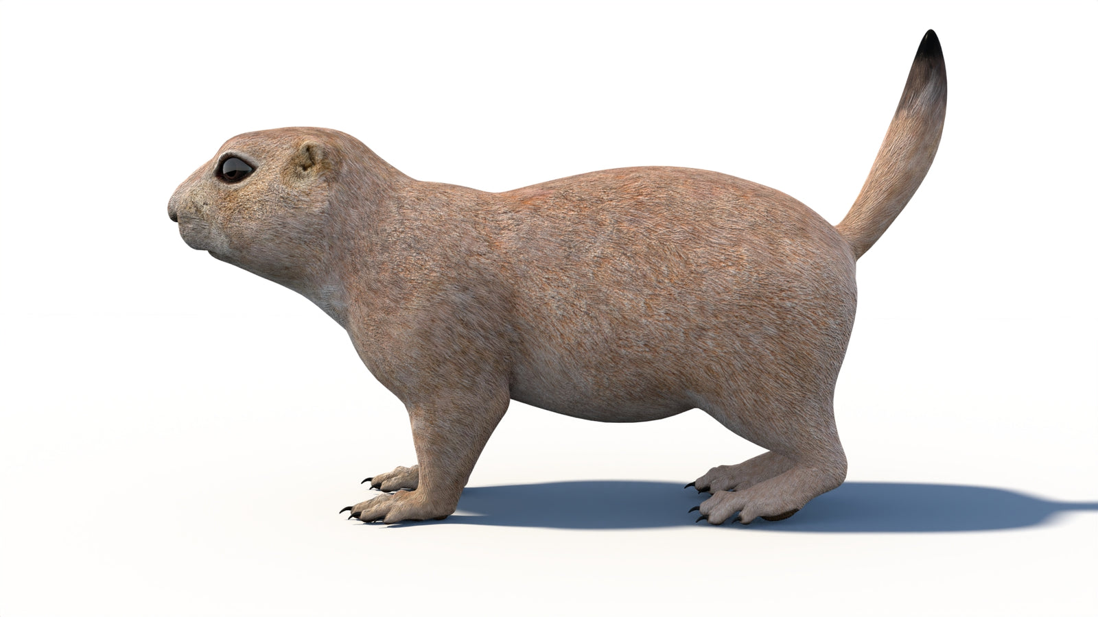 Animated Prairie Dog 3D Model 360° view 1 frame 30
