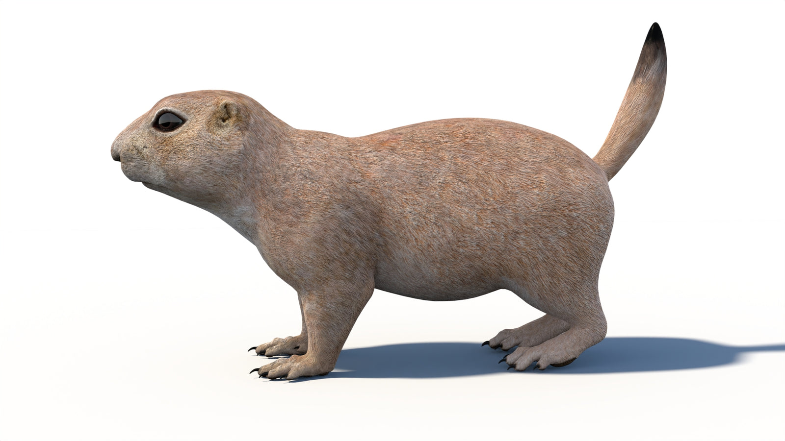 Animated Prairie Dog 3D Model 360° view 1 frame 31