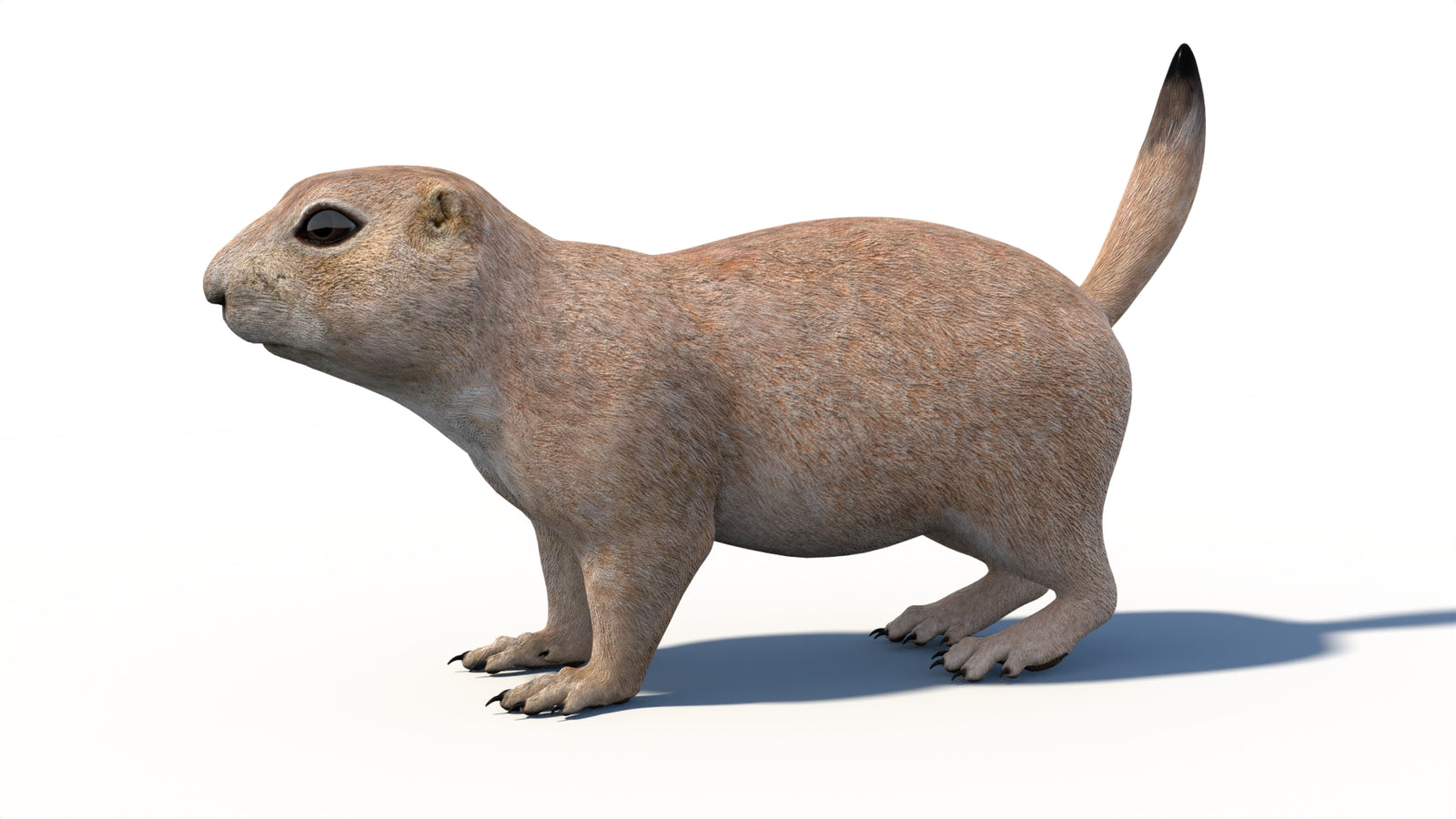 Animated Prairie Dog 3D Model 360° view 1 frame 32