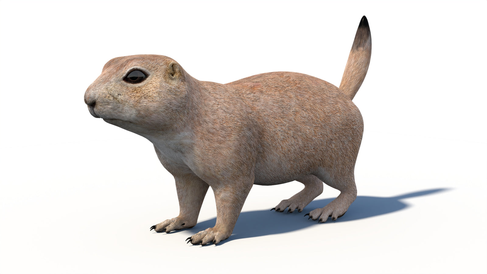 Animated Prairie Dog 3D Model 360° view 1 frame 34