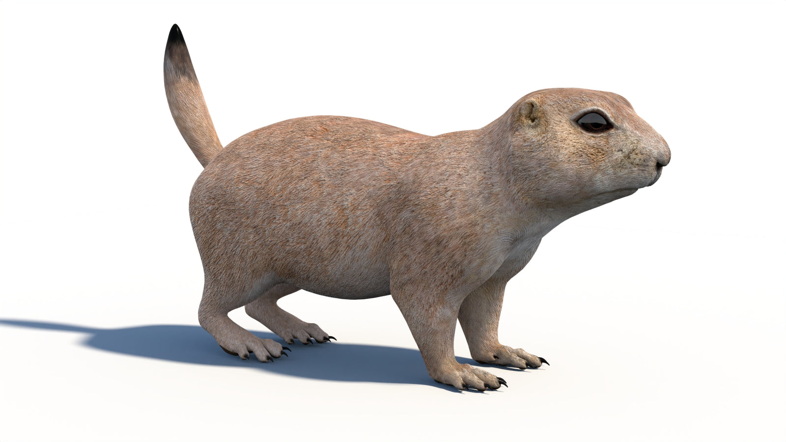 プレーリードッグの3Dモデル 360° view 1 frame 9