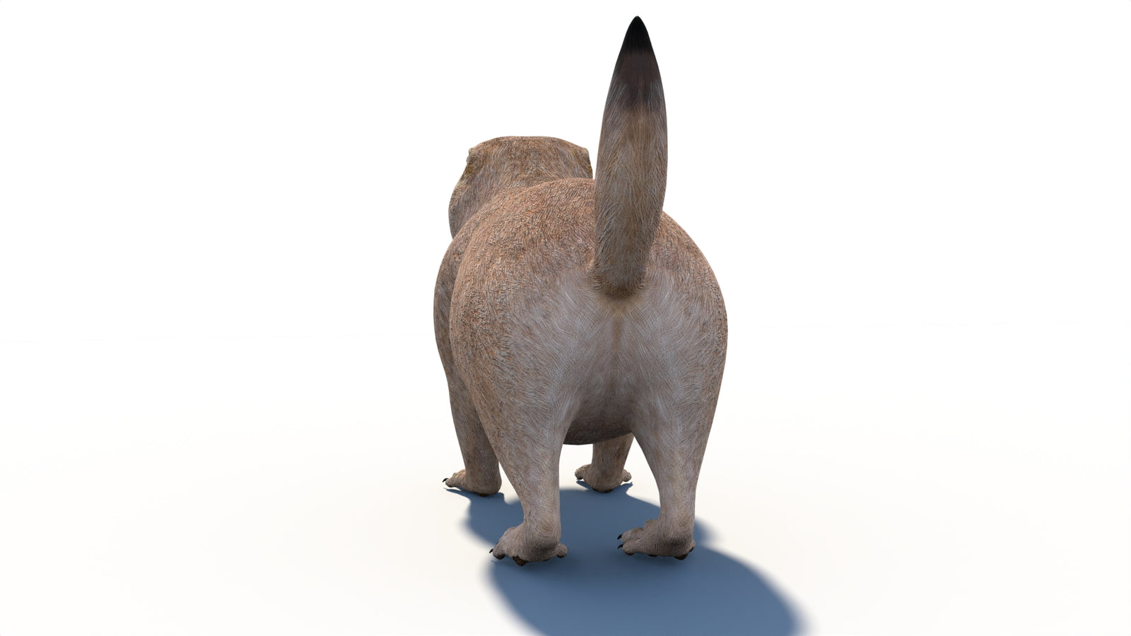 プレーリードッグの3Dモデル 360° view 1 frame 22