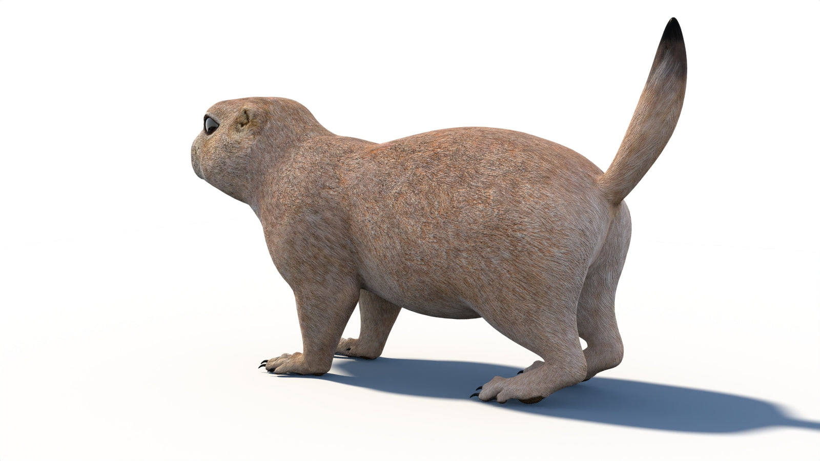 プレーリードッグの3Dモデル 360° view 1 frame 27