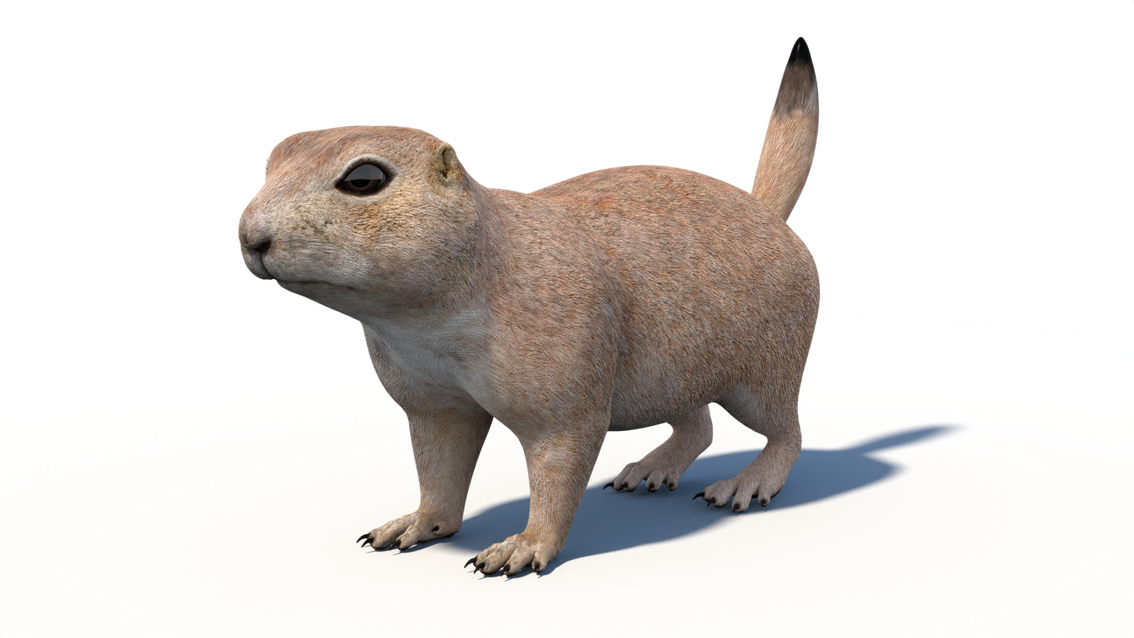 プレーリードッグの3Dモデル 360° view 1 frame 35