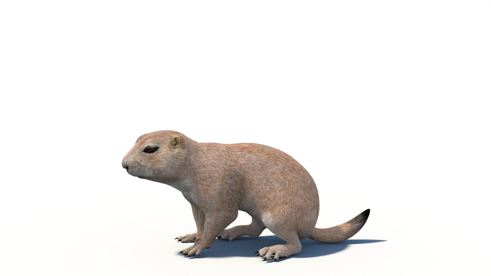 Animated Prairie Dog 3D Model 360° view 6 frame 4