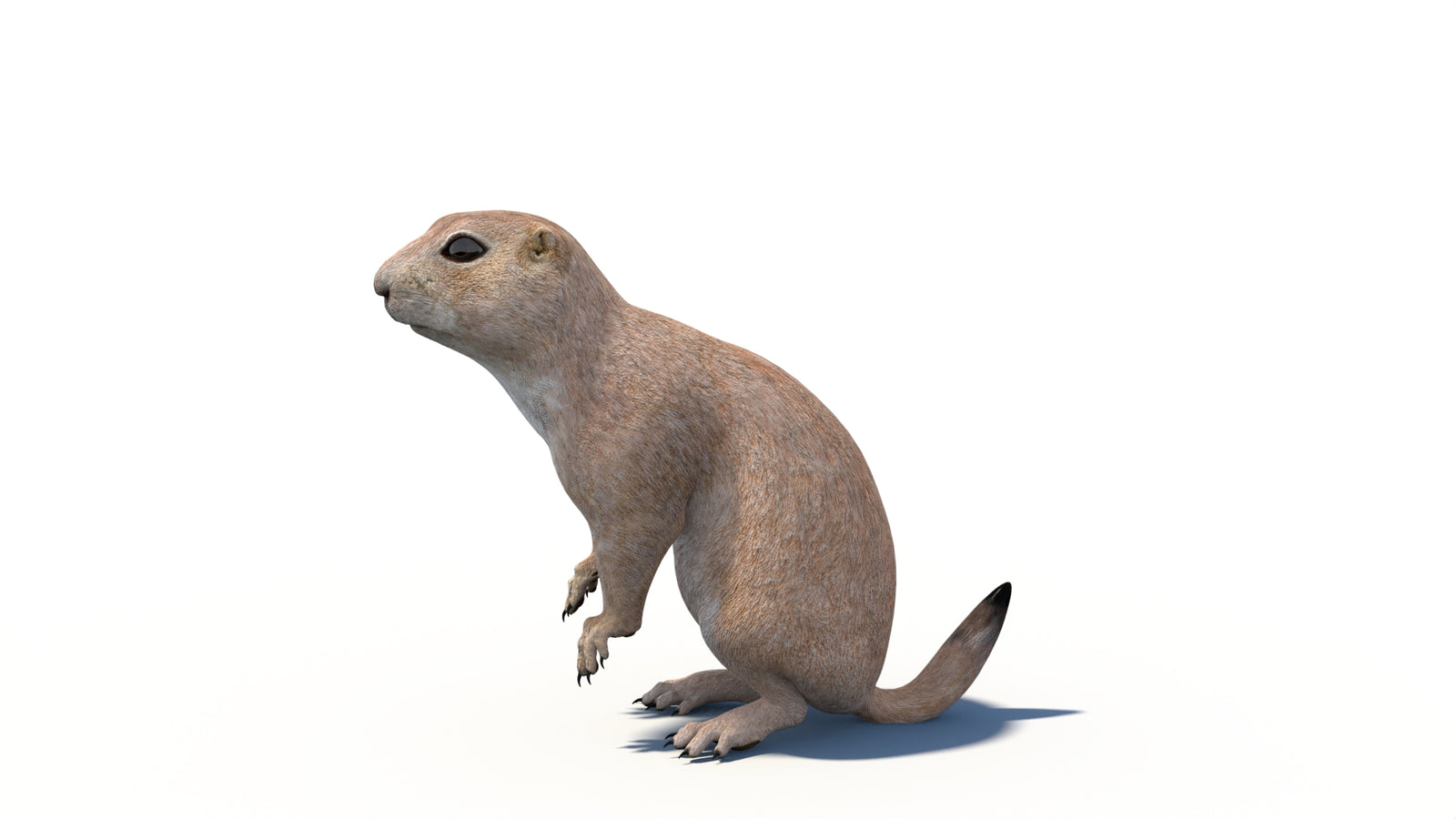 Animated Prairie Dog 3D Model 360° view 6 frame 20