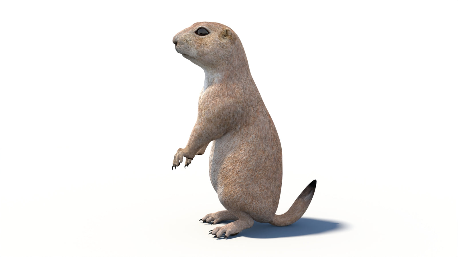 Animated Prairie Dog 3D Model 360° view 6 frame 29