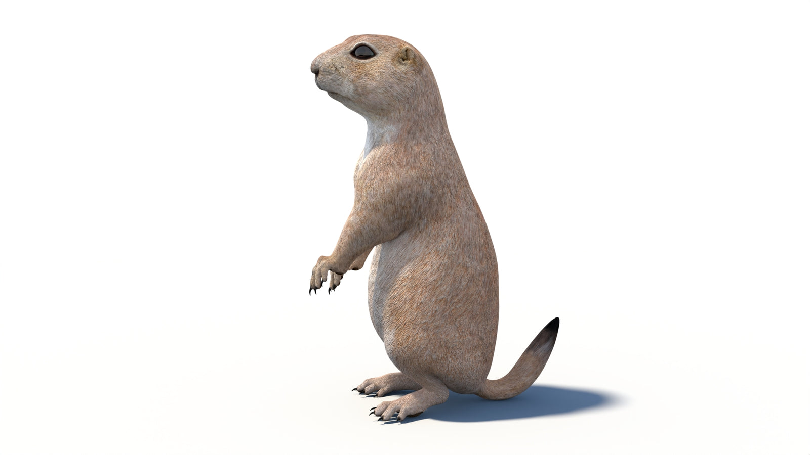 Animated Prairie Dog 3D Model 360° view 6 frame 30