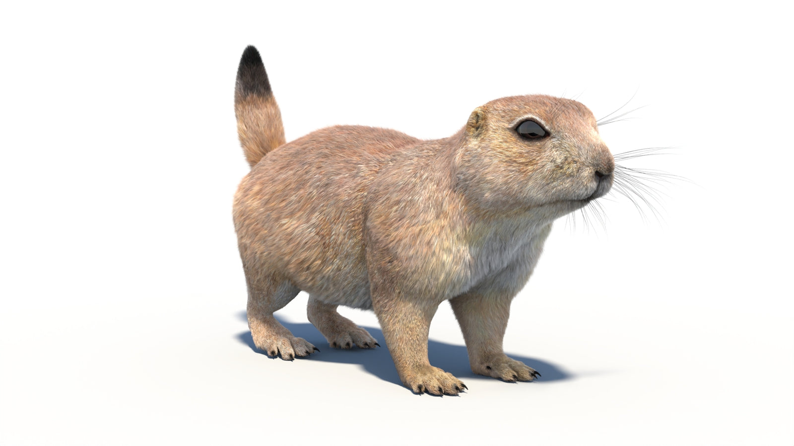 Animated Prairie Dog 3D Model Fur 360° view 1 frame 7