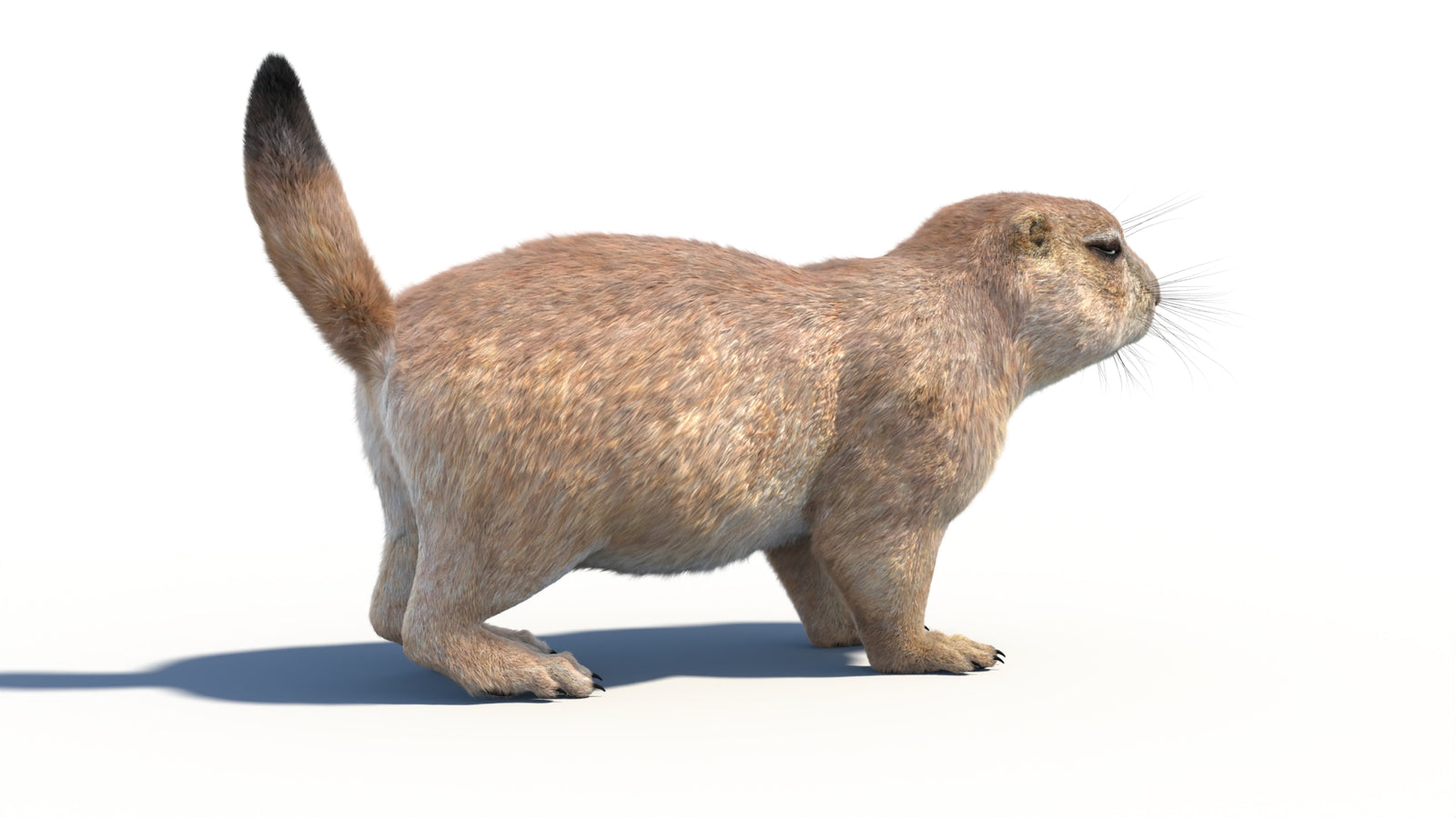 Animated Prairie Dog 3D Model Fur 360° view 1 frame 14