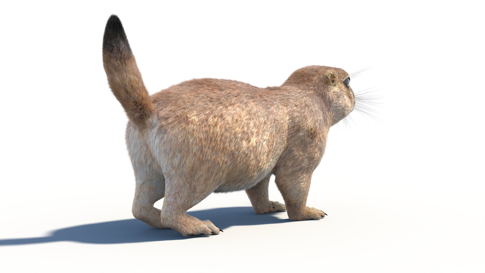 Animated Prairie Dog 3D Model Fur 360° view 1 frame 16