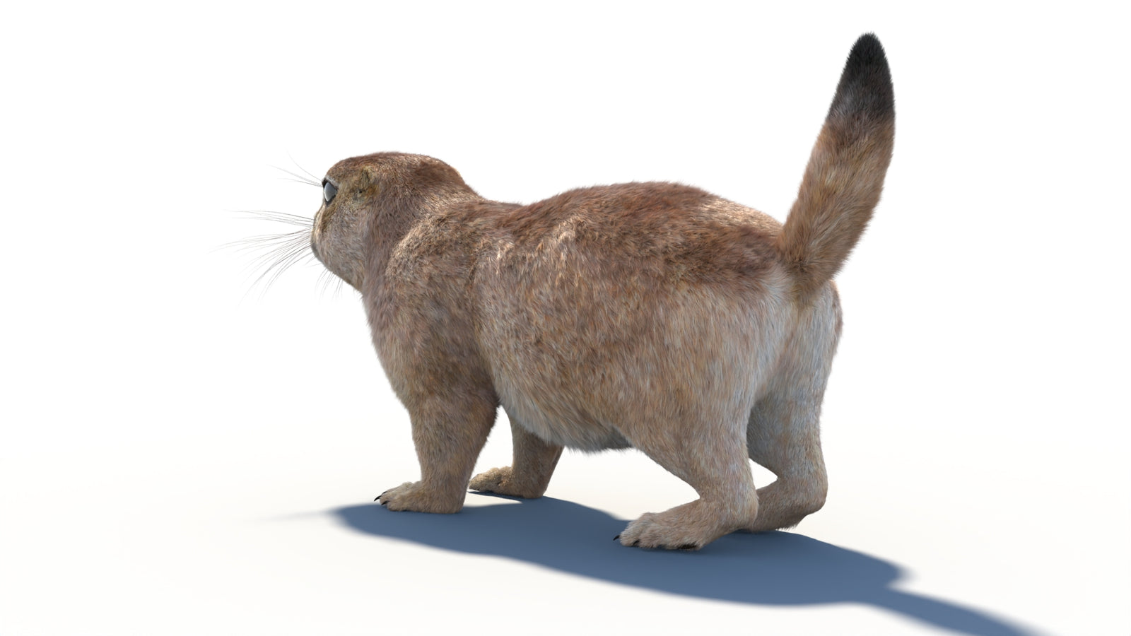 Animated Prairie Dog 3D Model Fur 360° view 1 frame 26