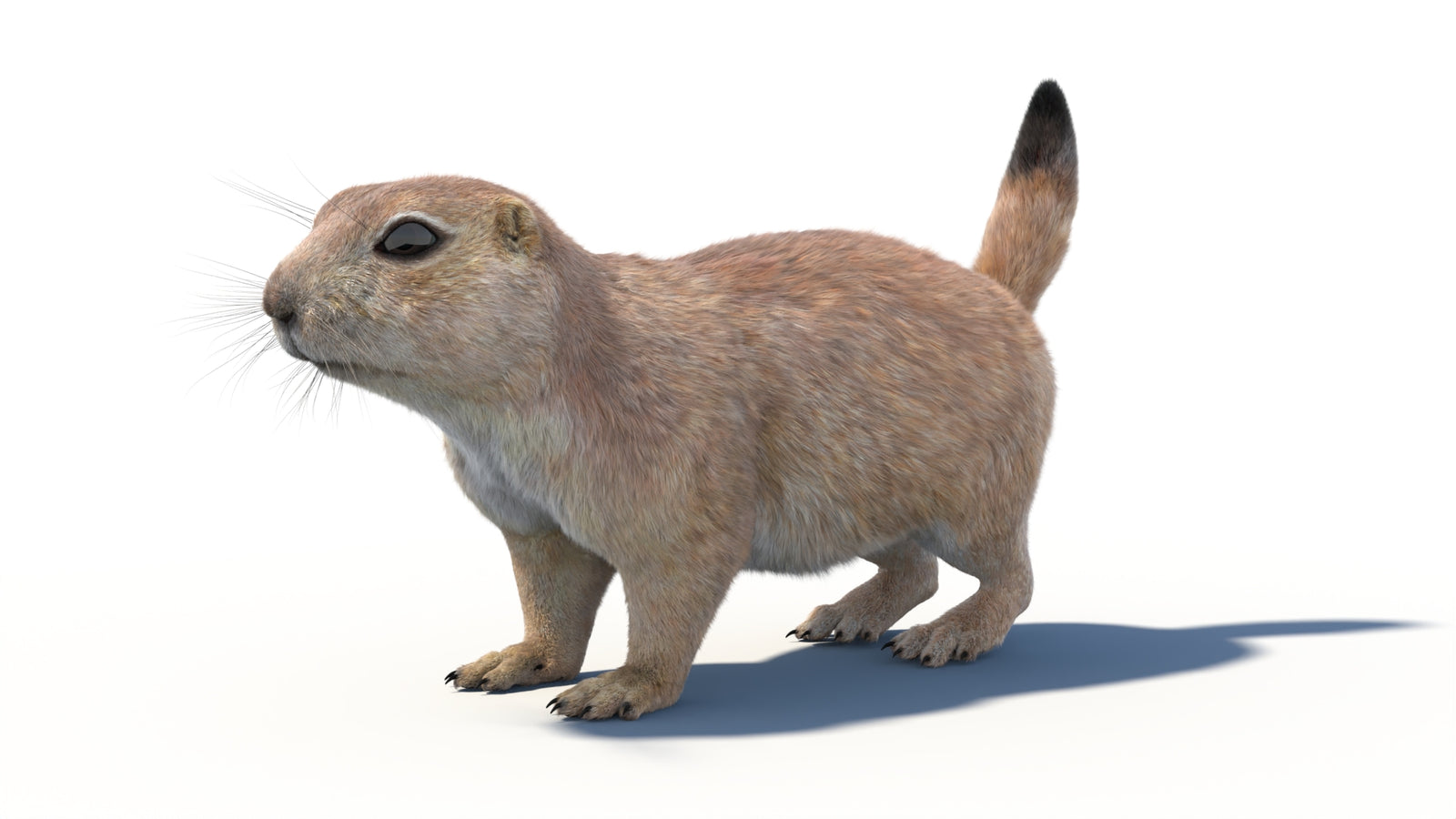 Animated Prairie Dog 3D Model Fur 360° view 1 frame 34