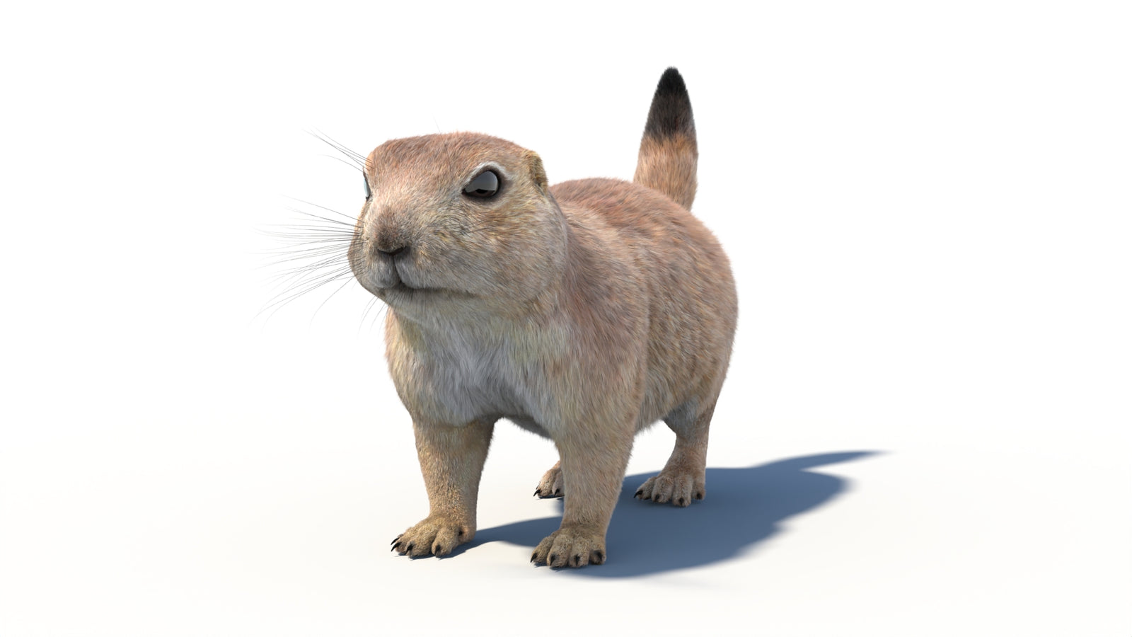 Rigged Prairie Dog 3D Model Fur 360° view 1 frame 1