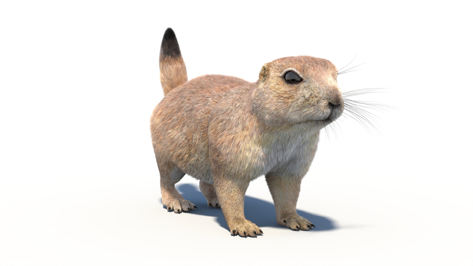 Rigged Prairie Dog 3D Model Fur 360° view 1 frame 6
