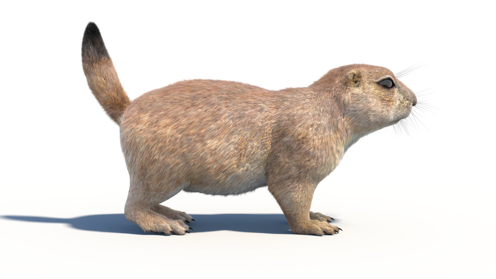 Rigged Prairie Dog 3D Model Fur 360° view 1 frame 12