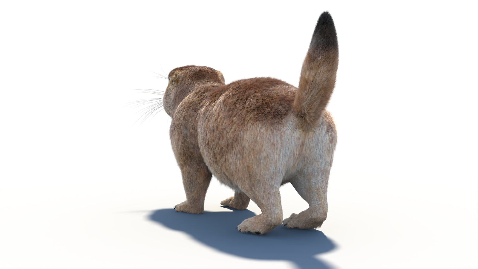 Rigged Prairie Dog 3D Model Fur 360° view 1 frame 24