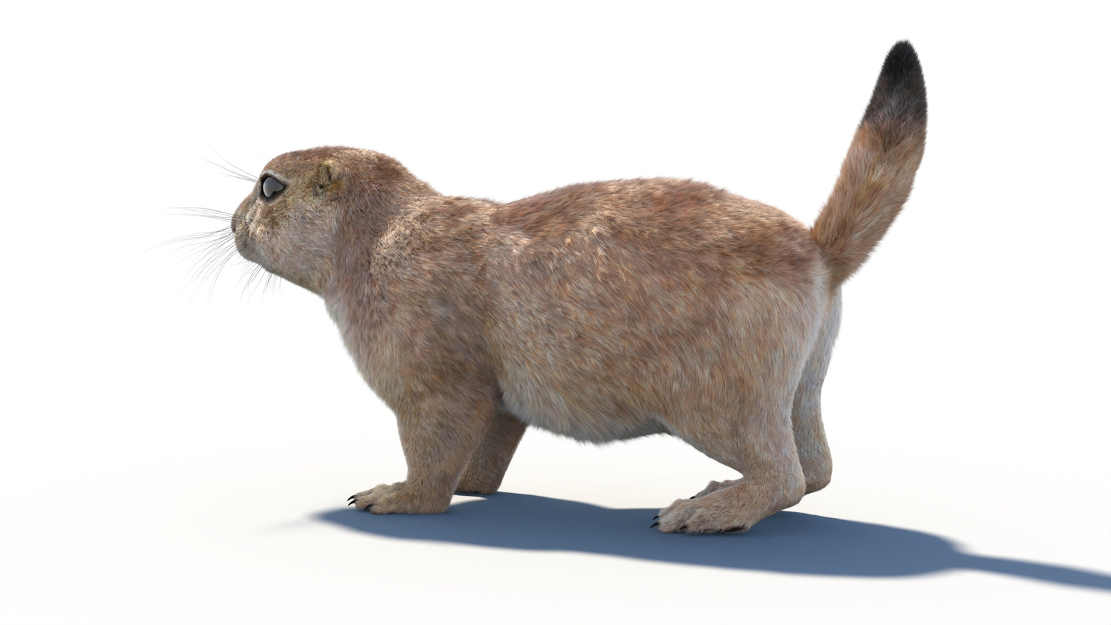 Rigged Prairie Dog 3D Model Fur 360° view 1 frame 28