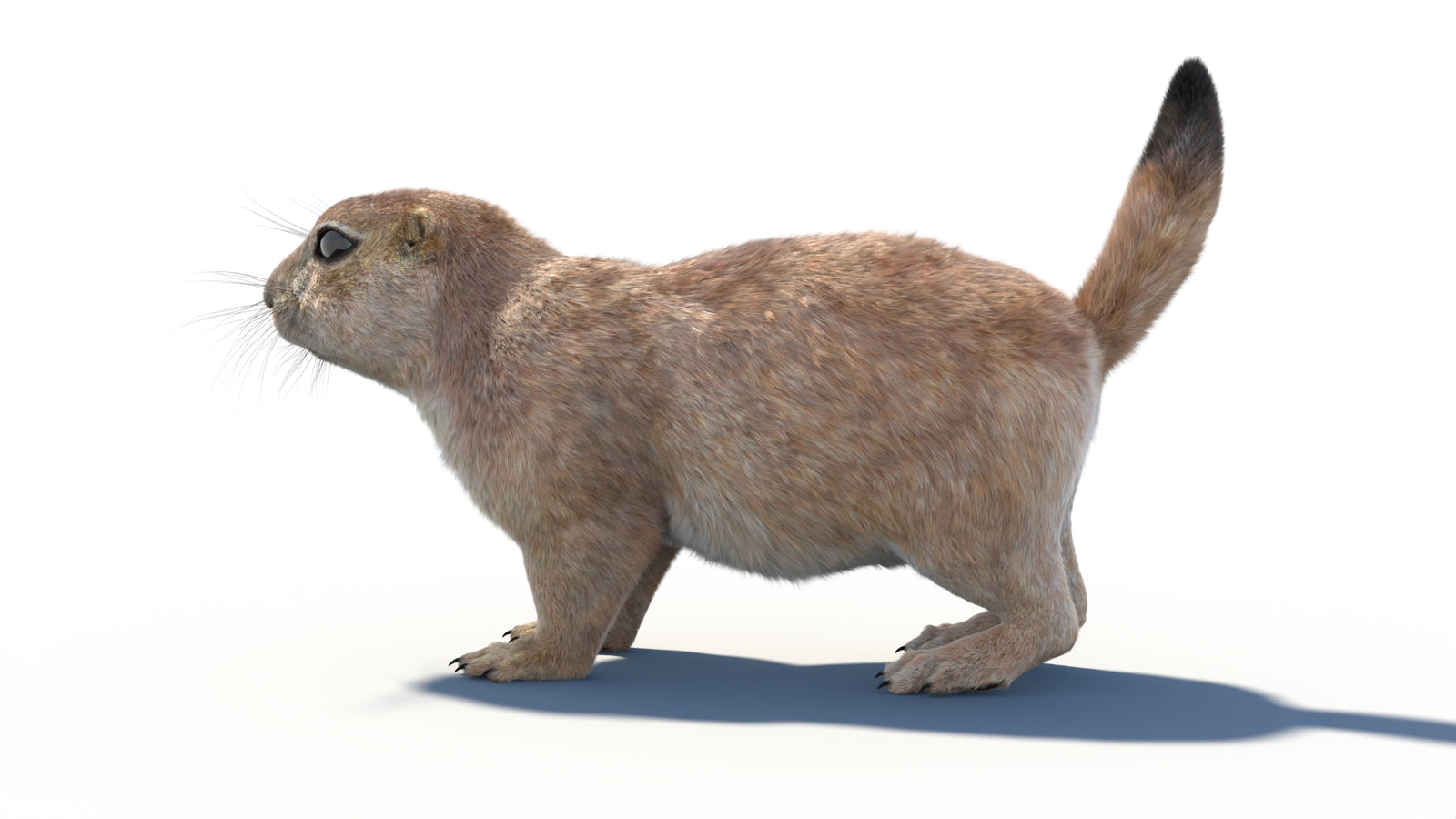 Rigged Prairie Dog 3D Model Fur 360° view 1 frame 29