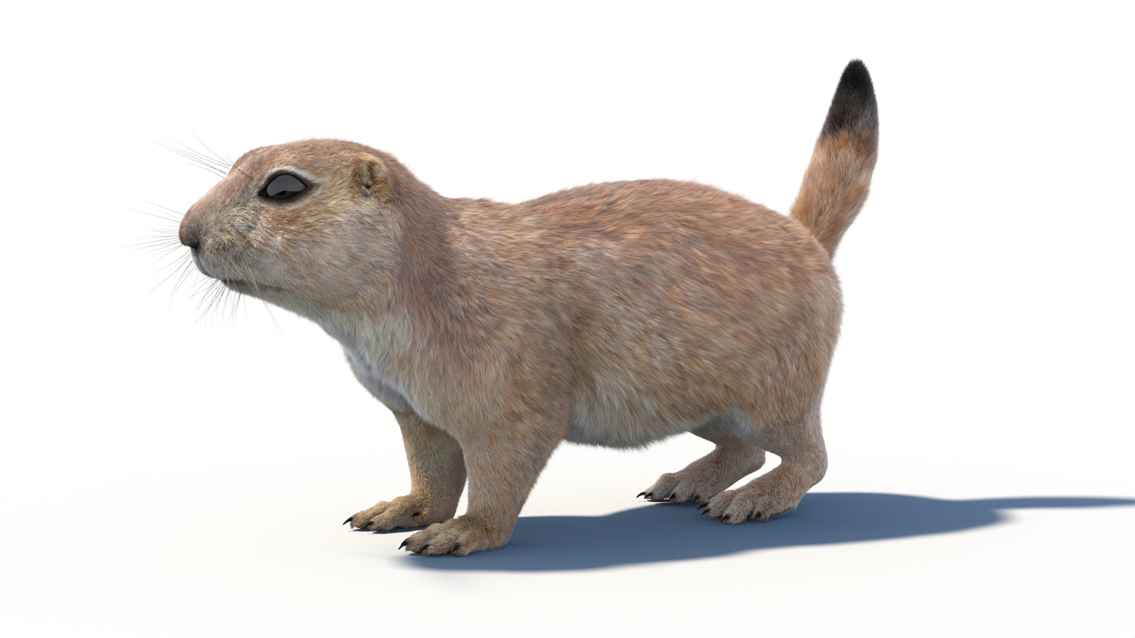 Rigged Prairie Dog 3D Model Fur 360° view 1 frame 33