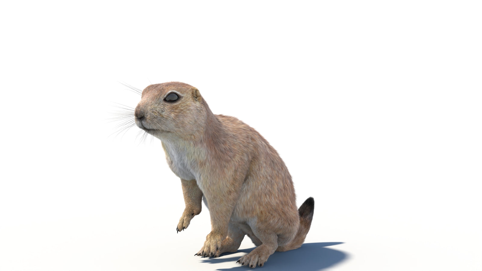 Animated Prairie Dog 3D Model Fur 360° view 2 frame 5
