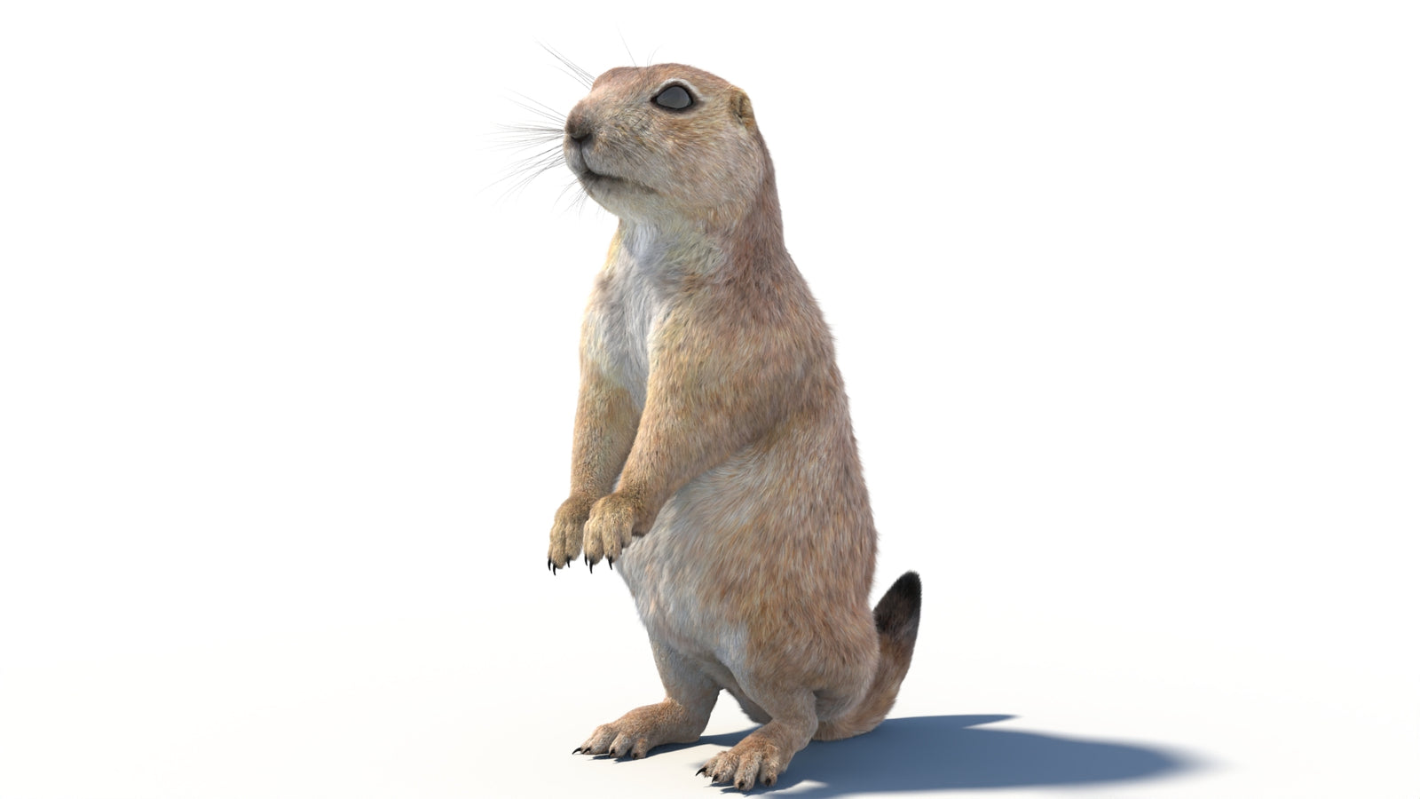 Animated Prairie Dog 3D Model Fur 360° view 2 frame 15