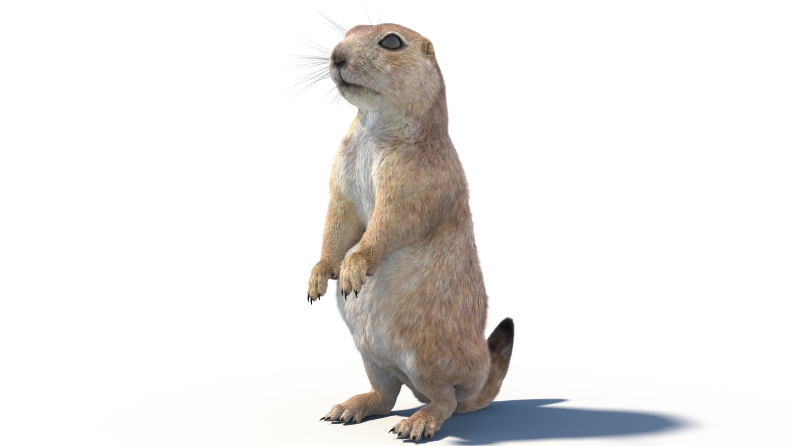 Animated Prairie Dog 3D Model Fur 360° view 2 frame 18