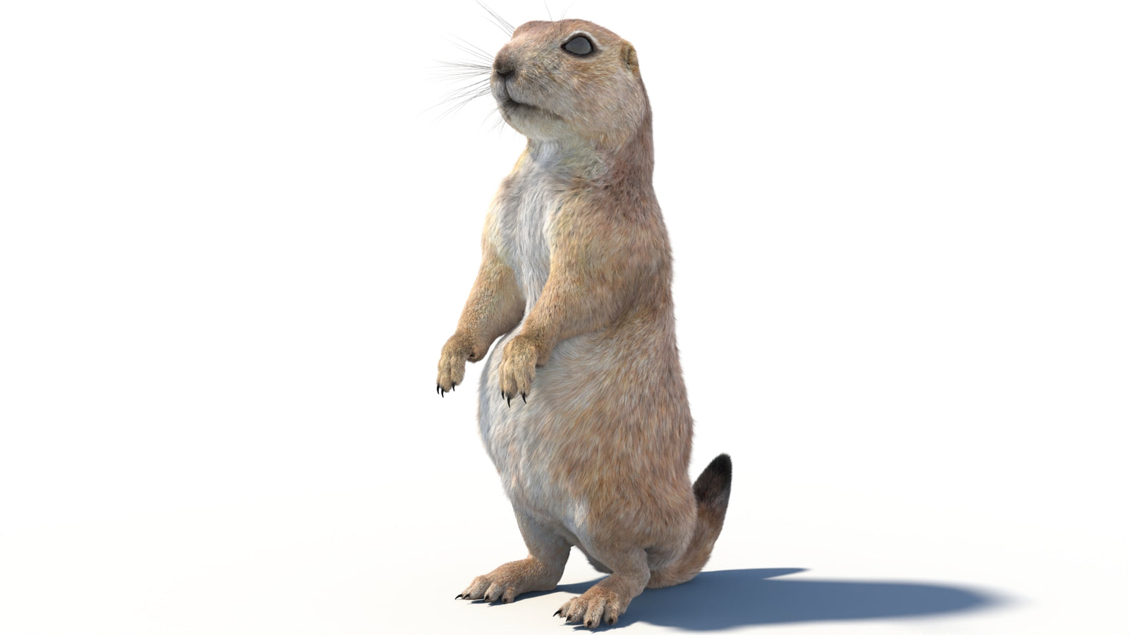 Animated Prairie Dog 3D Model Fur 360° view 2 frame 22