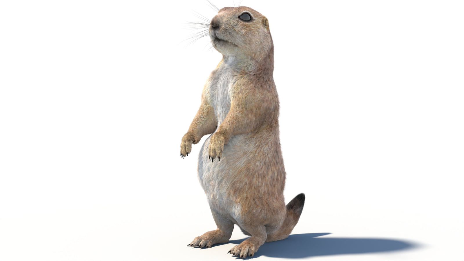 Animated Prairie Dog 3D Model Fur 360° view 2 frame 27
