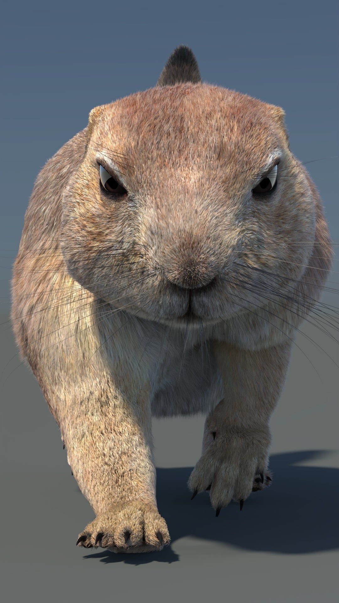 Animated Prairie Dog 3D Model Fur 360° view 5 frame 12
