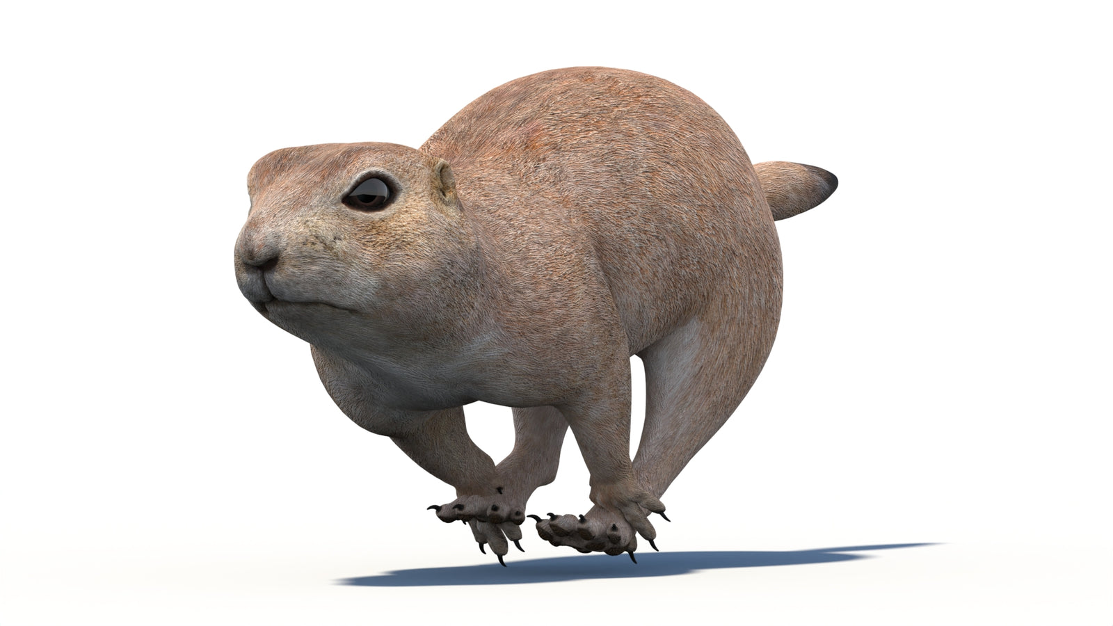 Animated Prairie Dog 3D Model 360° view 5 frame 5