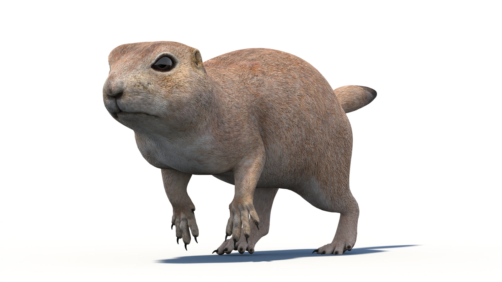 Animated Prairie Dog 3D Model 360° view 5 frame 7
