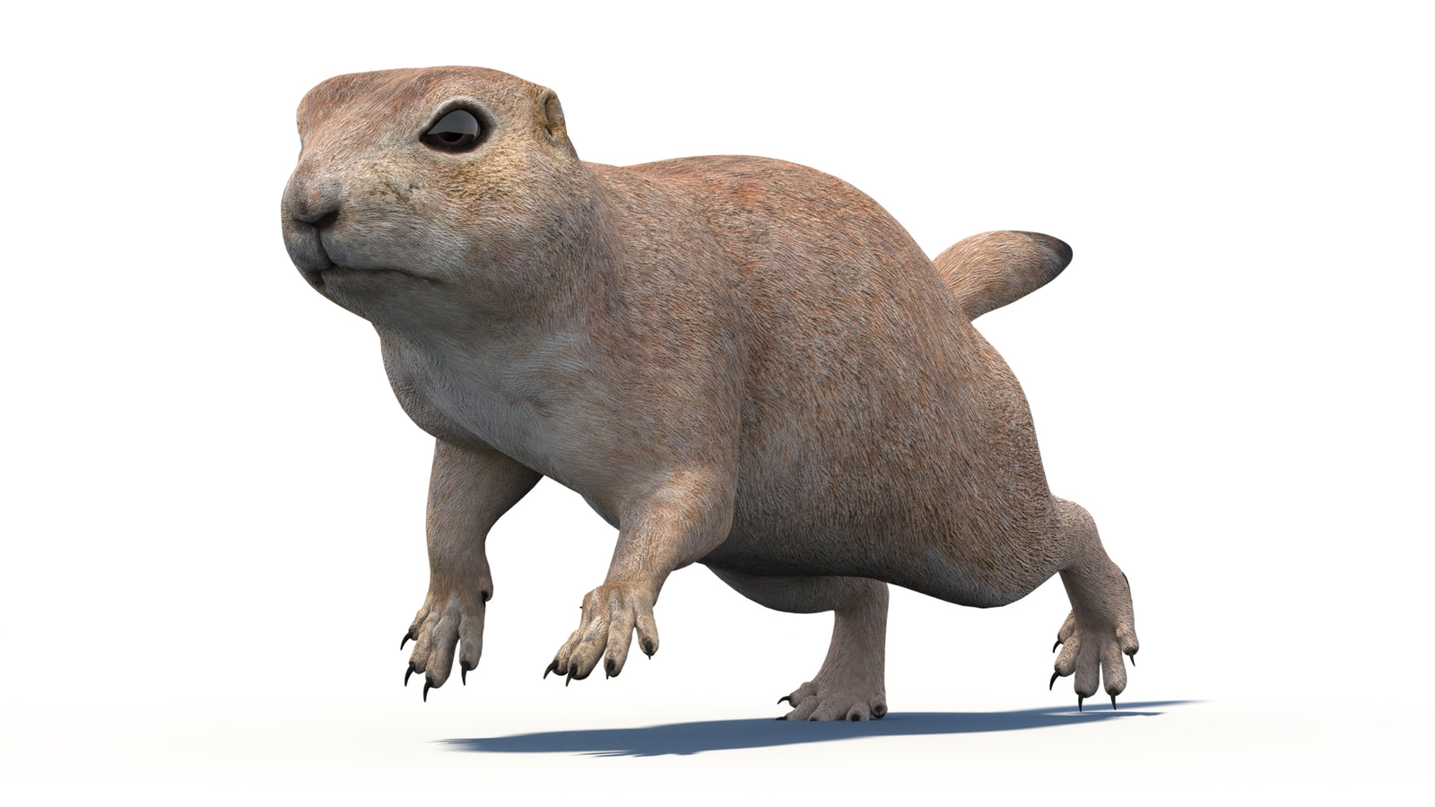 Animated Prairie Dog 3D Model 360° view 5 frame 8