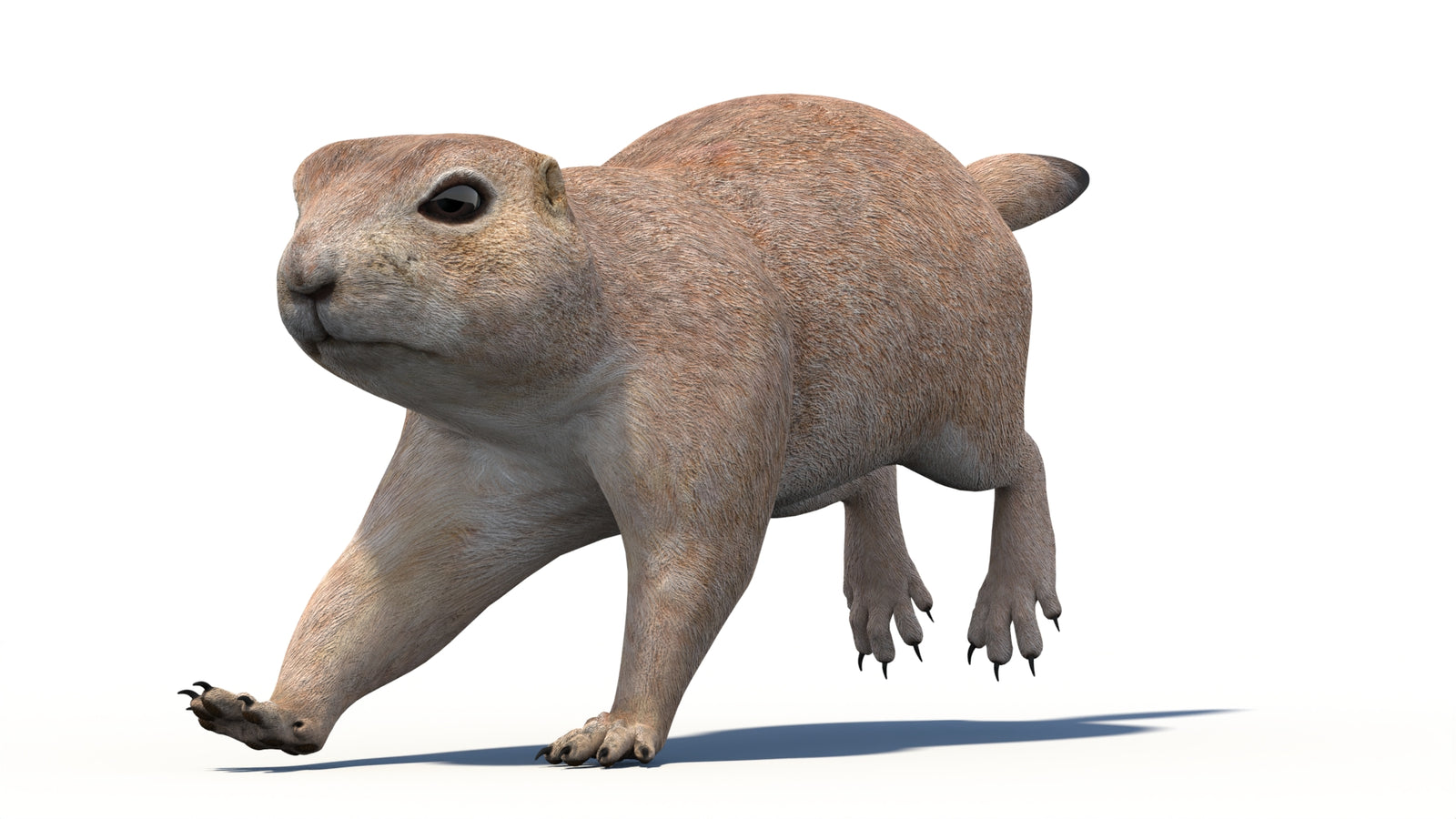 Animated Prairie Dog 3D Model 360° view 5 frame 12